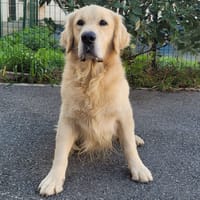 S COBAR HAA24861, chien à adopter