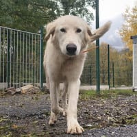 BENJI, chien à adopter