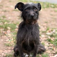 Diana CAA16242, chienne à adopter