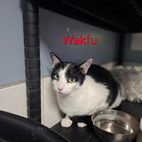 Wakfu, chat à adopter