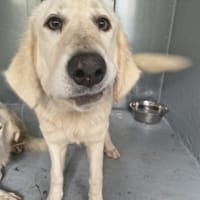 COLOMBA, chienne à adopter
