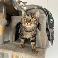 Muscade, chatte à adopter