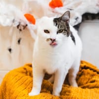 NOA [FIV+], chatte à adopter