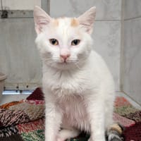 BOTY, chatte à adopter