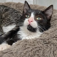 GOOFY, chat à adopter