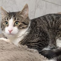 DAFY, chat à adopter