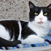 NEBRASKA, chat à adopter