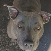 Stifette, chienne à adopter
