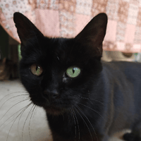 Barbe, chatte à adopter