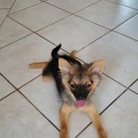 Blinis la joie de vivre, chien à adopter