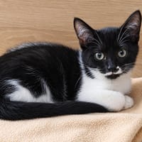 FLIP, chat à adopter