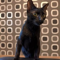 Choco, chatte à adopter