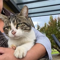 Jacob, chat à adopter