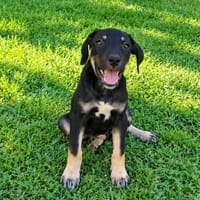 Quelle magnifique MAGGIE !, chienne à adopter