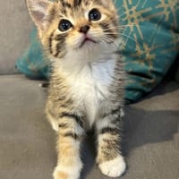Suri, chatte à adopter