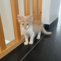 Crumble, chat à adopter