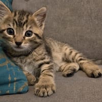 Lutin, chat à adopter