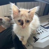 Pécan, chat à adopter