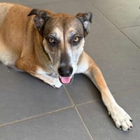 ANGEL la plus belle des merveilles, chienne à adopter