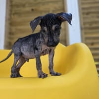 Jimmy, la légende, chien à adopter