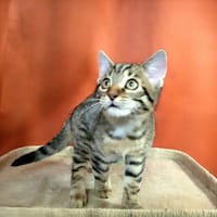 Naos, chat à adopter