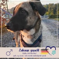 Ilay sucht eine Familie für Immer, Hund zur Adoption
