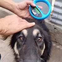Antonio, Hund zur Adoption