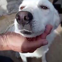 Fiona, Hündin zur Adoption