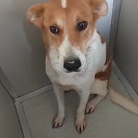 Roy, Hund zur Adoption