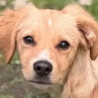 RALFI - ein sensibles Glückspfötchen sucht sein Zuhause!, Hund zur Adoption