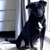 Kira, Hündin zur Adoption