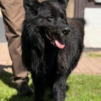 Arko vom Hofhund zum treuen Begleiter, Hund zur Adoption