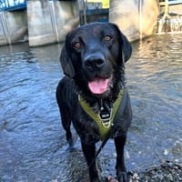 Scott, ein Labrador mit Charme, Hund zur Adoption