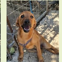 Göttin Ermioni sucht Ihr Himmelreich, Hündin zur Adoption