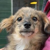 TIFFY-zuckersüße,charmante Jung-Hündin, 29 cm(w), Hündin zur Adoption