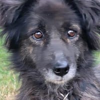 Charlotte  - Herzensmenschen gesucht, Hündin zur Adoption