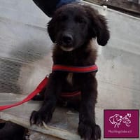 Carol  Lieber Kuschelhund sucht sein Für-immer-Zuhause, Hund zur Adoption