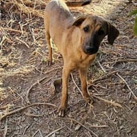 Aika, ein gutes zu Hause braucht Zeit, Hündin zur Adoption
