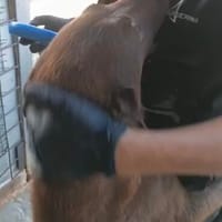 Angelo, Hund zur Adoption