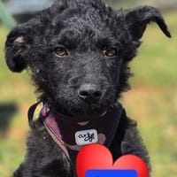 Pepper auf Pflegestelle in Steinfurt, Hund zur Adoption