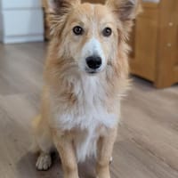 Smiley  ein fröhlicher Sonnenschein, Hund zur Adoption