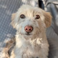 Blondie , 3 Jahre alt, Hündin zur Adoption