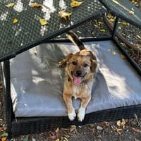 Rocco  klein, charmant und am liebsten mittendrin!, Hund zur Adoption