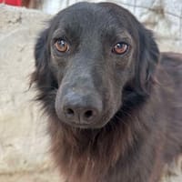 FRANZ, kleiner Wollebär, Hund zur Adoption