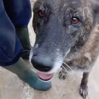 Jana, Hündin zur Adoption
