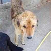 Otello, Hund zur Adoption