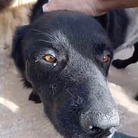 Balu, Hund zur Adoption