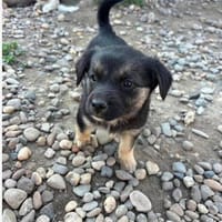 Ida, Hündin zur Adoption