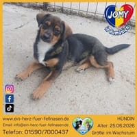 Jomy kleines Glück auf 4 Pfoten, Hündin zur Adoption