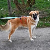 Kalle sucht seine Menschen, Hund zur Adoption